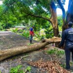 Gestión Elizabeth Niño desplegó cuadrillas para atender emergencias por lluvias y fuertes vientos en Naguanagua (1)